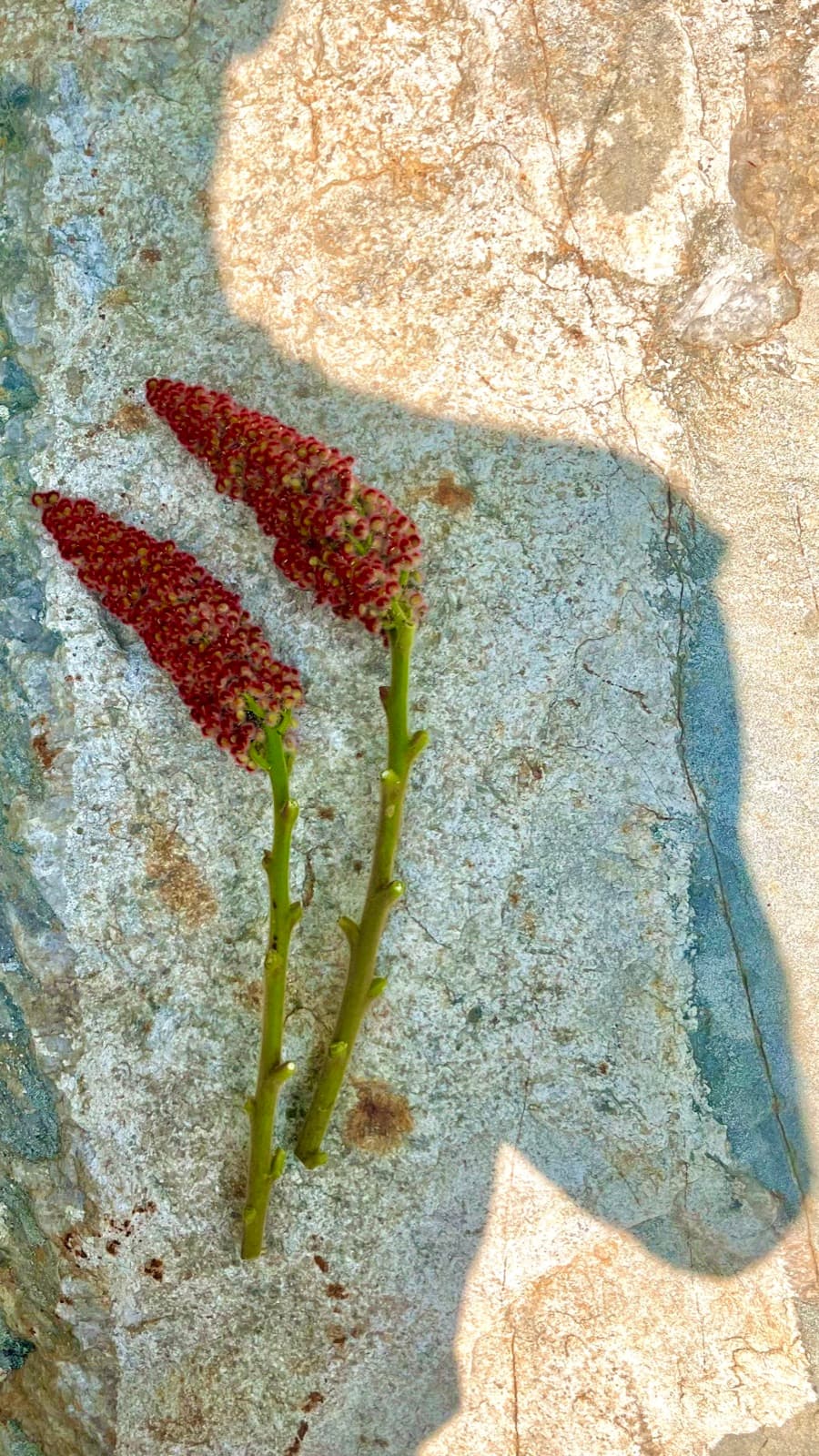 Two staghorn sumac buds laid on pale stone