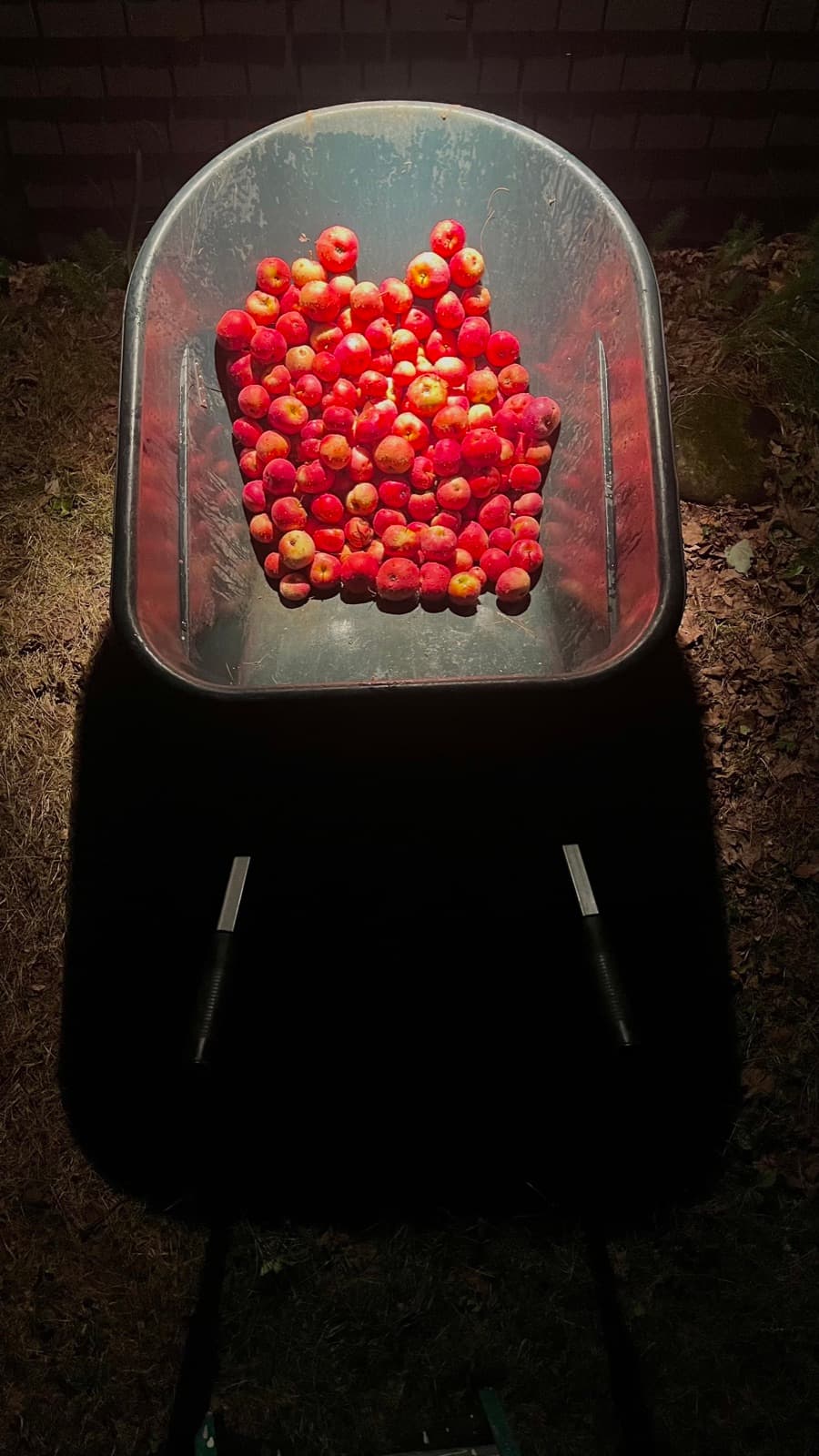 Apples heaped in a metal wheelbarrow, lit at night
