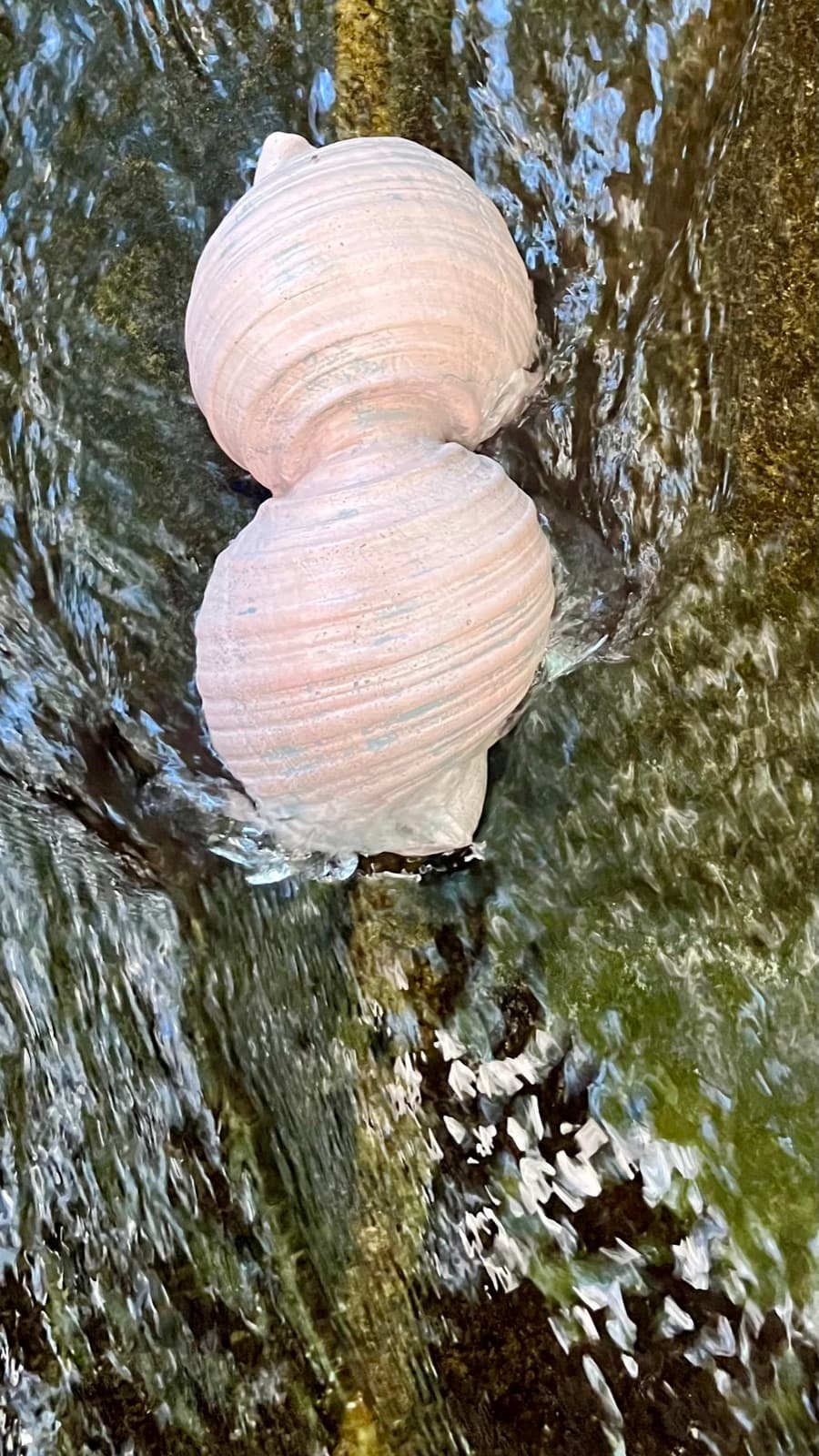 Cast shell sculpture in dark moving water