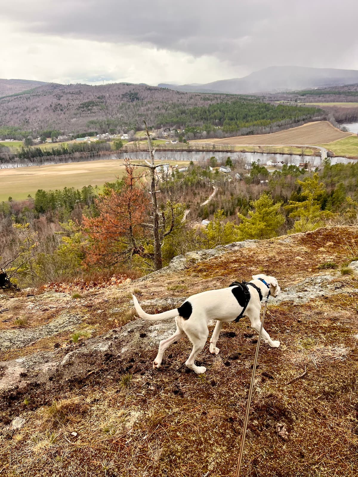 The studio dog looking over the river valley from a granite ledge