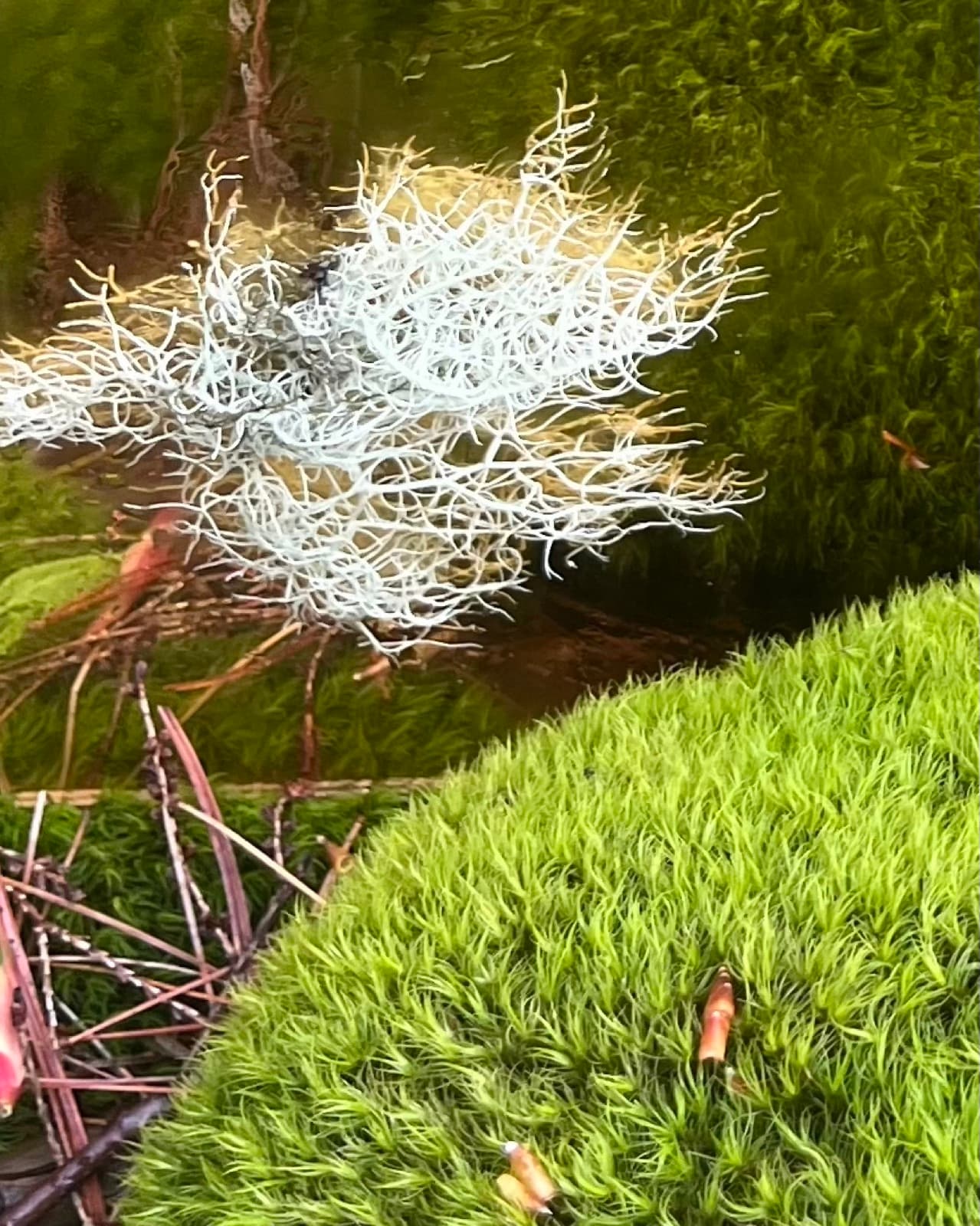 A branch of pale lichen against deep green moss