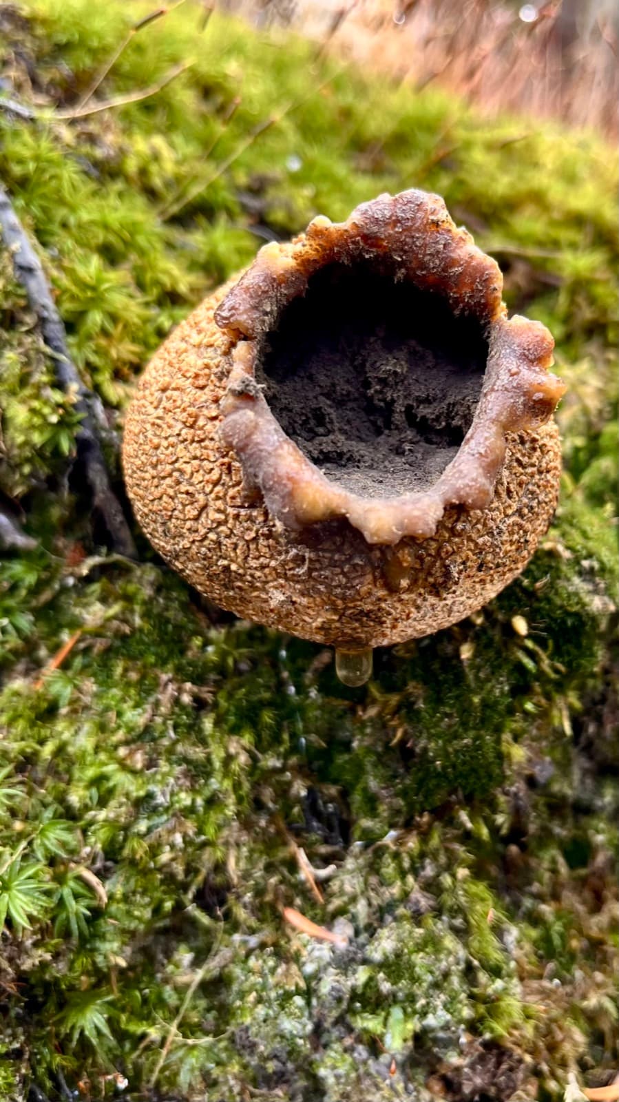 An opened puffball mushroom on a mossy bank