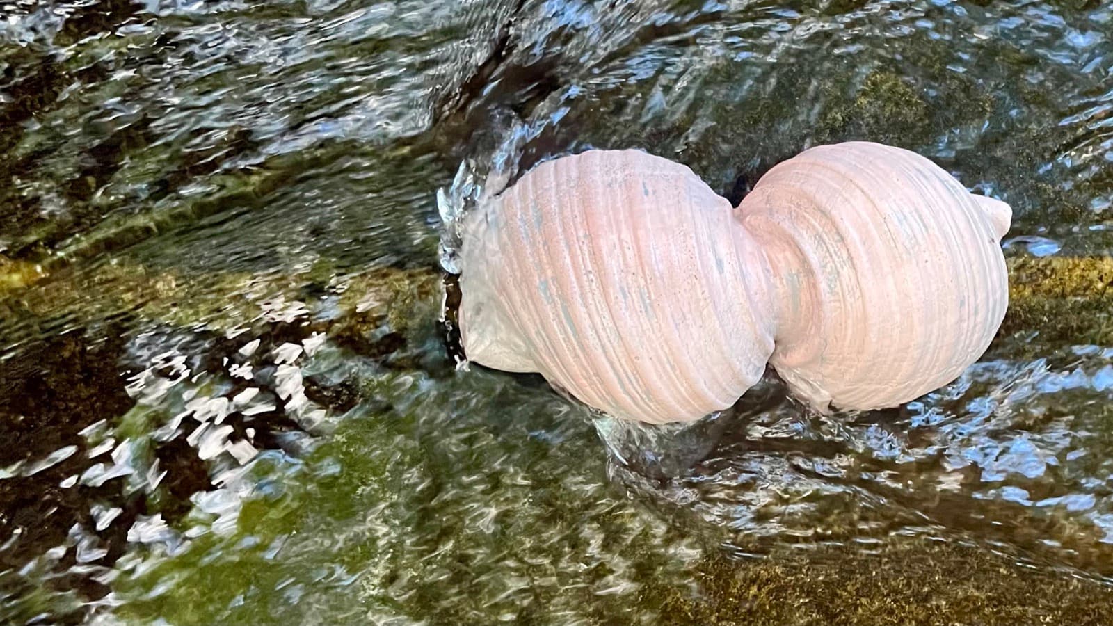 Cast shell sculpture in dark moving water, turned on its side