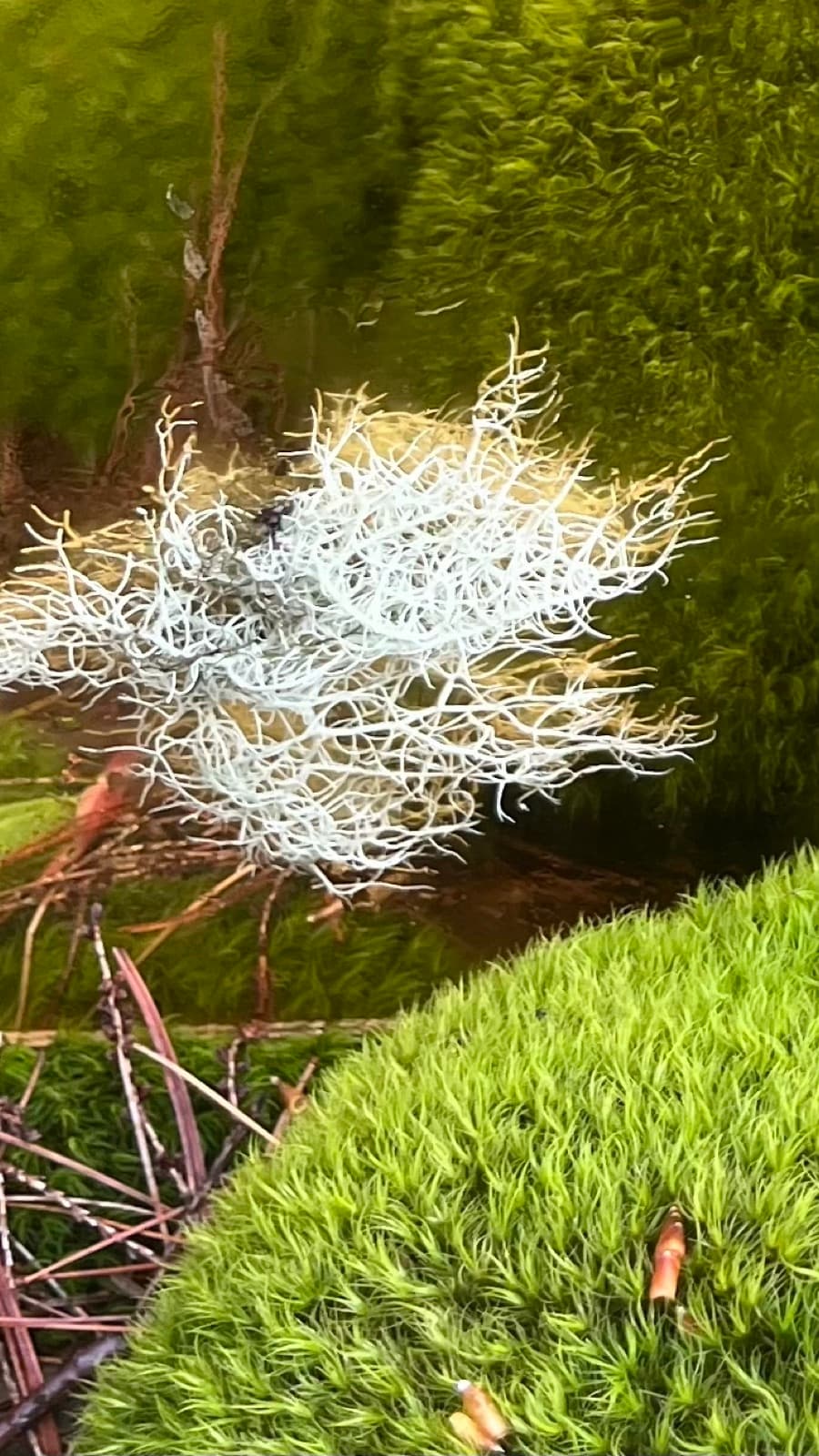 Pale lichen and moss in close detail