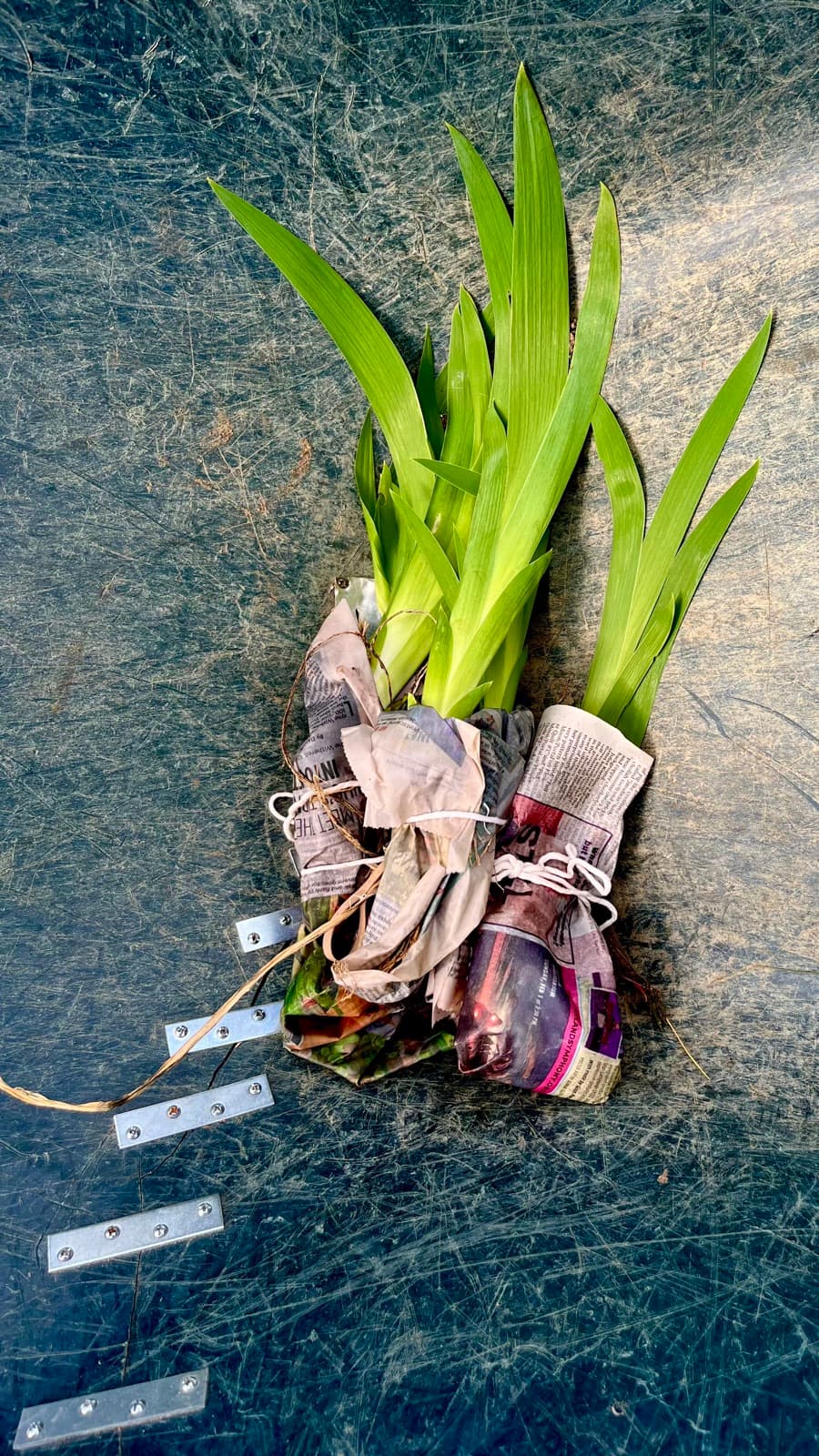 Iris divisions wrapped in newspaper on the studio table